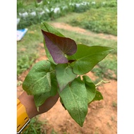 Benih / Keratan Pucuk Ubi Purple | Isi Warna Purple Ubi Keledek | Manis