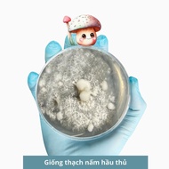 Lion's mane mushroom jelly variety, level 1 mushroom variety with lion's mane mushroom 30gr, product