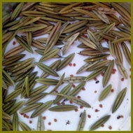 ◷ ∦ ┐ serpentina seeds for planting ( 25seeds)