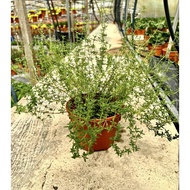 Garden Thyme Plant (Thymus vulgaris) 百里香 Fresh Gardening Indoor Plant Outdoor Plants for Home Garden Fresh Live Plant