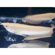 BEST SELLER ARWANA AROWANA SILVER RED / SILVER BRAZIL 13-15 CM