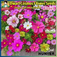 High Quality Dwarf Cosmos Flower Seeds for Planting Flowers (Fast Growing 20pcs) Cosmos Bipinnatus F