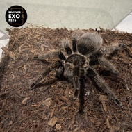Tarantula Tliltocatl Albopilosum