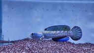 Ikan Hias Predator Channa Blue Pulchra 15cm Flaring