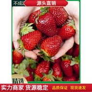 草莓苗奶油草莓種子 種籽室內盆栽四季草莓籽大田高產高甜草莓水果種子 種籽lzh