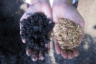 CARBONIZED RICE HULL / SUNOG NA IPA 1KG