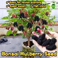 200 Seeds/pack Dwarf Mulberry Fruit Seeds Sweet Mulberry Seeds for Planting Edible Bonsai Tree Seeds
