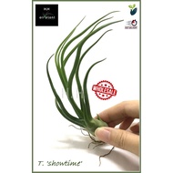 AIR PLANT TILLANDSIA SHOWTIME AIRPLANT 空气草 空气凤梨 无土植物