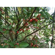 Jambu Madu Merah Thailand (Anak Pokok)