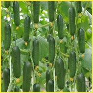 Biji Benih Timun Buah (25pcs+/-) ｜ Fruit Cucumber Seeds ｜ 水果黄瓜种子 ｜ Vegetable Seeds ｜ Biji Benih Sayur ｜ 蔬菜种子 ｜ H1