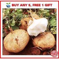 5 biji benih Ubi Sengkuang / Sweet Turnip / Jicama seed. Mudah hidup. Ubi rangup manis sedap buat se