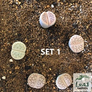 [Lithops Pseudotruncatella 曲玉系列] 生石花 High Quality Selected Lithops 已挑选 优选品种 As Picture Live Plant 5 Years