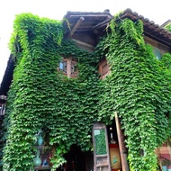 Mountain Climbing Tiger Seed Seed Climbing Vine Plant Four Seasons Courtyard Outdoor Climbing Wall F