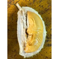 Pokok Durian D2 (Anak Pokok Kawin)Dato Nina