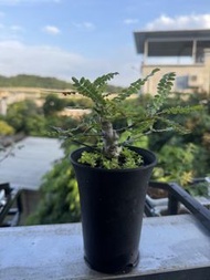 實生多年 塊根植物 多肉 尼勒達乳香 / 尼哥乳香Boswellia neglecta