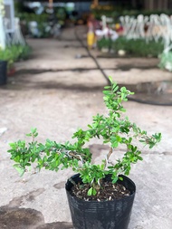 Cây linh sam bonsai