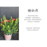 心栽花坊-矮仙丹/5吋/開花植物/綠離植物/售價120特價100