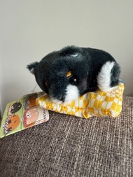 豆柴三兄弟 黑柴 柴犬