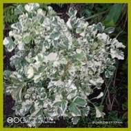 ❦ ┇ ✁ Variegated Papua plant