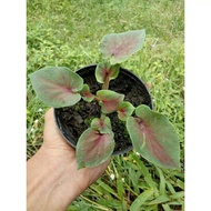 Caladium/Keladi Srikandi Daun Ganda Double Leaf