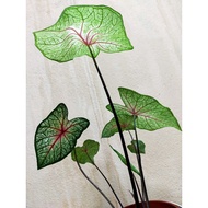 Caladium White Queen US bulb Live Plant