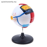quietmonet4y Eyeball Anatomy Model For Eye Diseases Study, 6X Human Eye Anatomy Model Eye Anatomy Mo