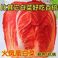 Fire Phoenix Large Cabbage Seeds Red Cabbage Seeds High-Produced High-Calcium Orange Red Cabbage See