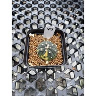 Augustfame - Astrophytum Asteria Variegated V5 兜锦 仙人球 cactus succulent
