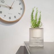 迷迭香 香草植物 盆栽