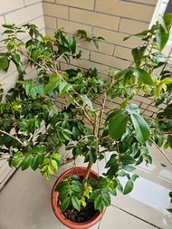 有機艾斯卡嘉寶果巳有果