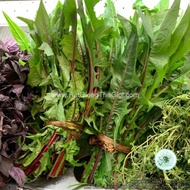 10GR 3700.HẠT Hạt Giống Cải Bó Xôi Bồ Công Anh Đỏ Cọng (| B56*W51) (ban mê xanh store )