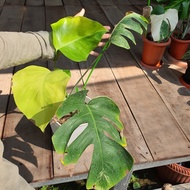 Monstera Variegata Marmorata Var Kuning Marmo Aurea Daun Besar Best