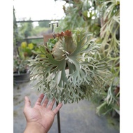 Platycerium NANO Sporeing 8 Jan 26