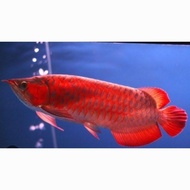 Anakan Ikan Arwana Super Red Original Best Seller