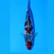 Koi Ikan Koi Import Showa Isa Jumbo Tosai 18 Alyashop243