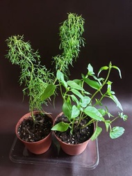 有機九塔層/蒔蘿(刁草 )