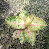 Aglaonema Moonlight