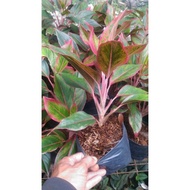 Aglaonema lipstik