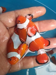 Ikan Hias Laut NEMO / Clownfish / Badut (=)