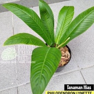 Tanaman hias philodendron lynette - Philo linet - Philodendron Lynette