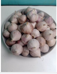 Bawang putih tunggal 1 kg /bawang Lanang/BAWANG MURAH