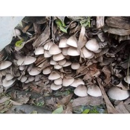 ⧫ ♞KABUTENG SAGING SEEDS