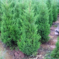 Bonsai Seedlings Pine Cypress Platycladus Arborvitae Arborvitae Seedlings Large Round Cypress Pine T