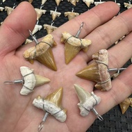Taiwan Shipping Moroccan Oblique Ear Tooth Shark Fossil Pendant Chalk Age Teaching Specimen 2-3cm Fr