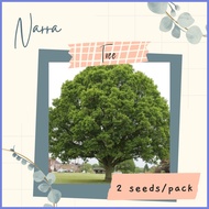 ▧  ⊙ NARRA TREE Seeds (2 seeds) for Planting / Gardening