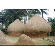 2 large Solanum procumbens plants grown using a 6-month-old organic method