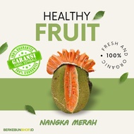 Bibit Nangka Madu Merah Super Manis Super original bisa berbuah dalam pot Super Jumbo Cepat Berbuah