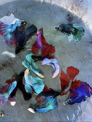IKAN LAGA BETTA HALFMOON ASSORTED MALE /ikan betta /HALFMOON