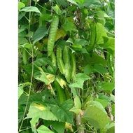 ANAK POKOK KACANG BOTOL | KACANG KELISA | BENIH KACANG BOTOL | ULAM KACANG BOTOL SEGAR