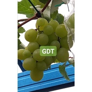 ANAK POKOK ANGGUR SHINE MUSCAT. Top ranking grape in the world..